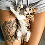 kitten, cat, tattoo, thigh, person, shorts, animal, pet, cute, furry, small, lying_down, belly_up, closeup, indoor, fur, whiskers, paws, relaxing, curious