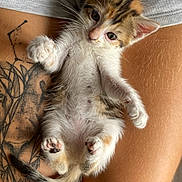 Mary Jane Watson a rejoint le concours — aidez-le/la à gagner de superbes lots ! kitten, cat, pet, animal, feline, cute, small, fur, whiskers, paws, tattoo, human_leg, skin, clothing, casual, relaxing, indoor, closeup, adorable, young