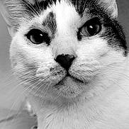 Stitch is registered to the contest to win money with this photo: animal, black_and_white, calm, cat, close_up, curious, cute, detailed, ears, eyes, face, feline, fur, indoor, muzzle, nose, pet, portrait, soft_background, whiskers