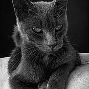 Bichette participe au concours pour gagner de l'argent avec cette photo : cat, black_cat, animal, pet, feline, portrait, closeup, whiskers, ears, fur, eyes, relaxing, indoor, texture, monochrome, black_and_white, soft_light, sitting, cute, mysterious