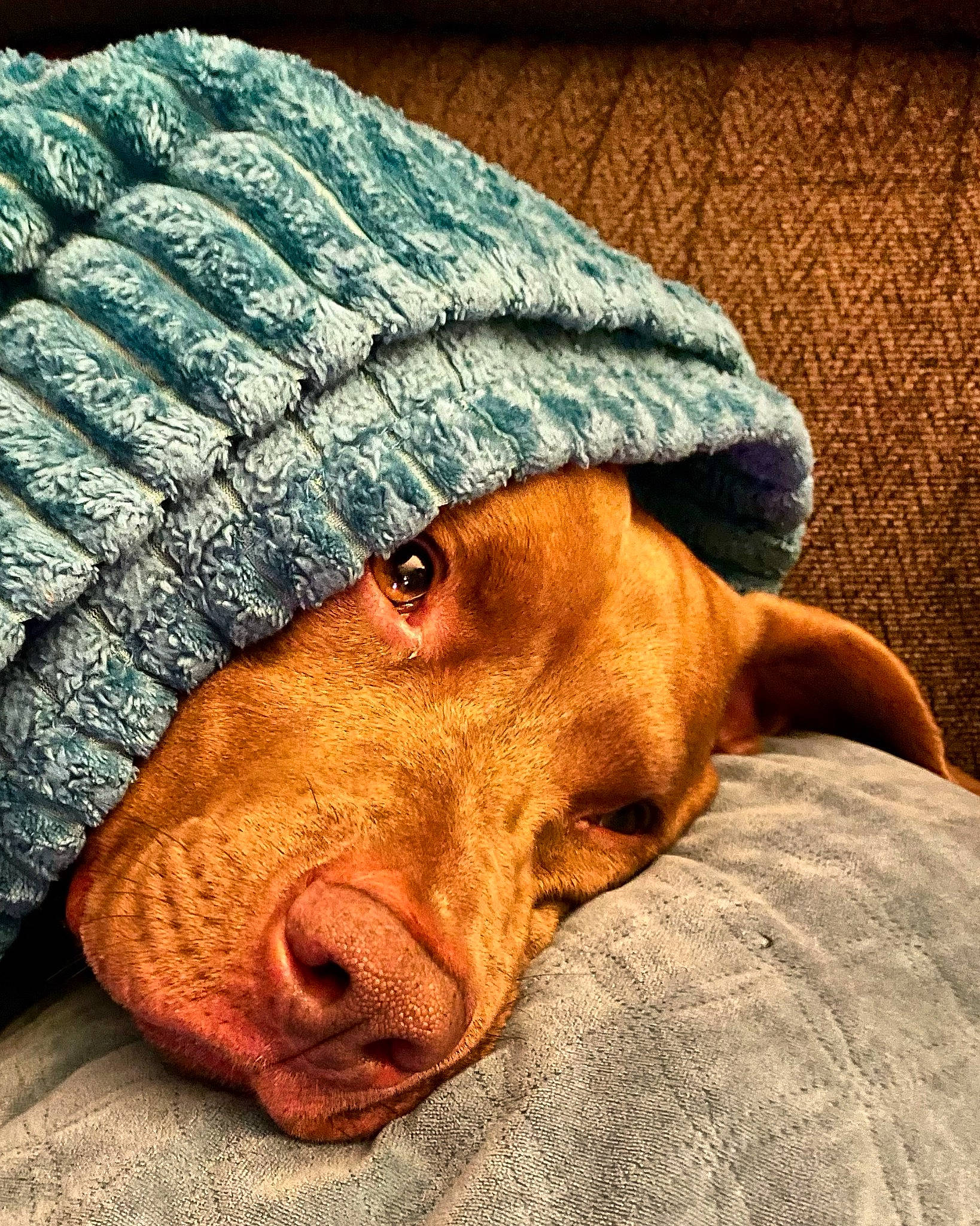 Philly Pop is registered to the contest to win money with this photo: canidae, cap, carnivore, comfort, companion_dog, dog, dog_breed, fashion_accessory, fawn, fur, hat, knit_cap, liver, selfie, snout, sporting_group, wood, wool, woolen, working_animal