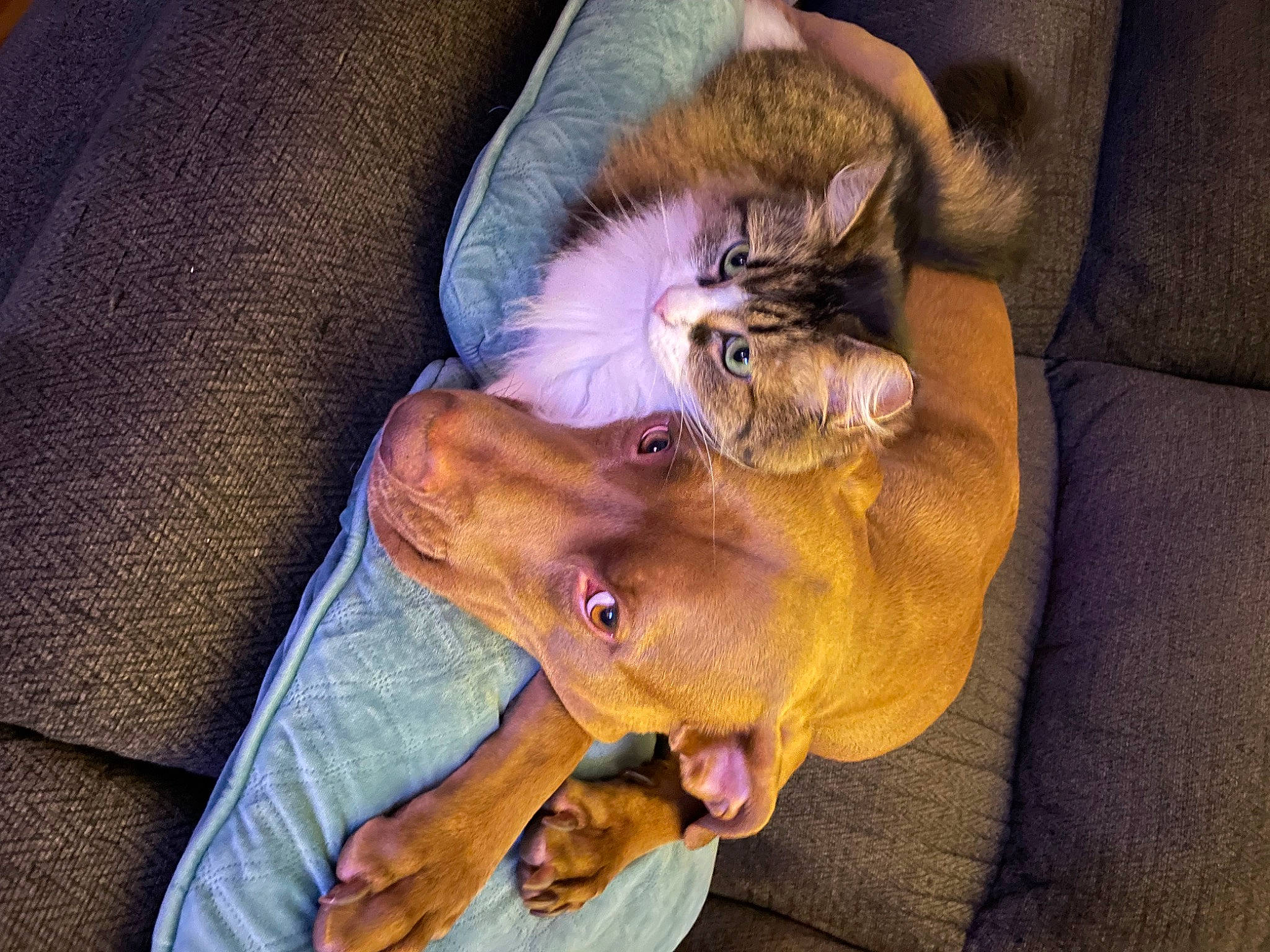 Philly Pop joined the competition — help win amazing prizes! canidae, carnivore, cat, claw, comfort, companion_dog, dog, dog_breed, ear, fawn, felidae, fur, human_leg, lap, liver, paw, small_to_medium_sized_cats, snout, sporting_group, whiskers