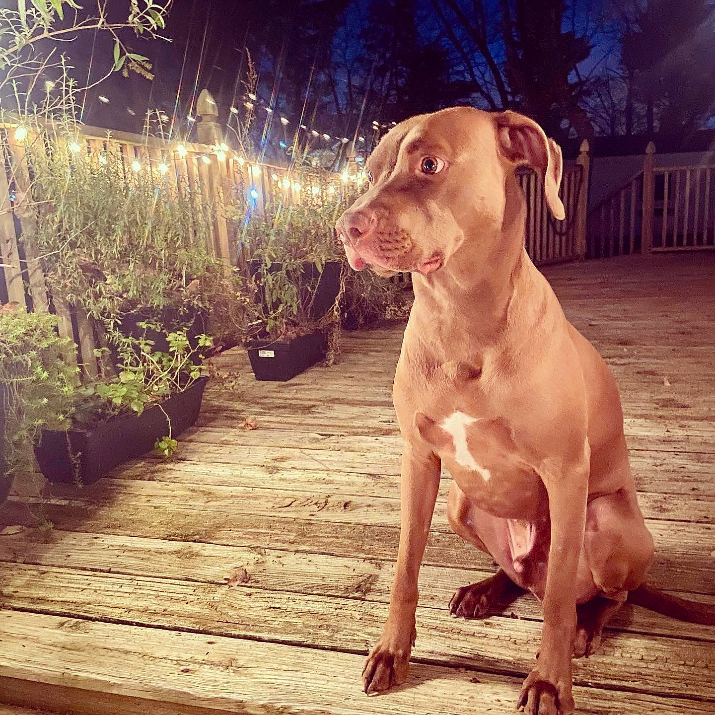 Philly Pop joined the competition — help win amazing prizes! carnivore, companion_dog, dog, dog_breed, fawn, flooring, flowerpot, gun_dog, happy, liver, morning, plant, sky, snout, sporting_group, sunlight, tail, tints_and_shades, wood, working_animal