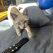 Sunny a rejoint le concours — aidez-le/la à gagner de superbes lots ! kitten, cat, blue_eyes, couch, remote_control, balloon, gray_fabric, indoor, curious, pet, feline, whiskers, paw, living_room, furniture, sunlight, home, cozy, playful, domestic_animal