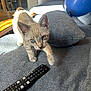 kitten, cat, blue_eyes, couch, remote_control, balloon, gray_fabric, indoor, curious, pet, feline, whiskers, paw, living_room, furniture, sunlight, home, cozy, playful, domestic_animal