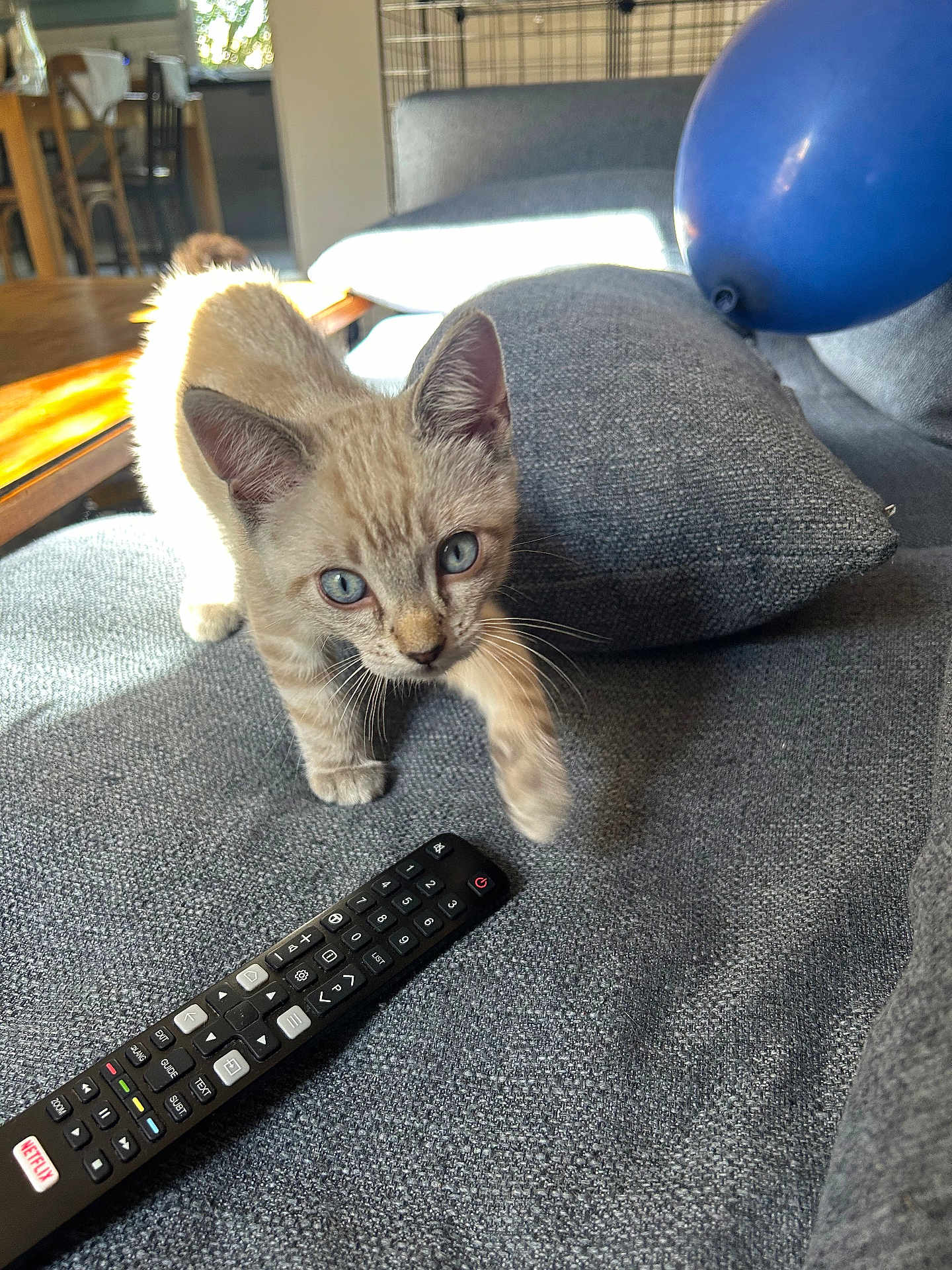 Sunny a rejoint le concours — aidez-le/la à gagner de superbes lots ! kitten, cat, blue_eyes, couch, remote_control, balloon, gray_fabric, indoor, curious, pet, feline, whiskers, paw, living_room, furniture, sunlight, home, cozy, playful, domestic_animal