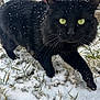 Apollo joined the competition — help win amazing prizes! black_cat, cat, pet, snow, snowflakes, green_eyes, whiskers, fur, outdoor, grass, winter, close_up, portrait, animal, feline, paws, curious, porch, brick_wall, low_angle