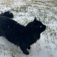 Apollo joined the competition — help win amazing prizes! black_cat, snow, grass, outdoor, profile_shot, feline, fluffy_fur, whiskers, green_eyes, snowflakes, winter, paws, tail, nature, cold, pet, domestic_animal, close_up, high_contrast, curious_gaze