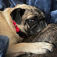 Piper joined the competition — help win amazing prizes! dog, pug, pet, animal, close_up, collar, resting, snuggling, fur, paw, blanket, blue, cute, companion, domestic_animal, mammal, friendship, cozy, indoor, relaxed