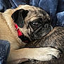 dog, pug, pet, animal, close_up, collar, resting, snuggling, fur, paw, blanket, blue, cute, companion, domestic_animal, mammal, friendship, cozy, indoor, relaxed