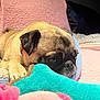 Piper is registered to the contest to win money with this photo: dog, pug, pet, resting, sleepy, plush_toy, blanket, quilt, cozy, indoor, cute, animal, fur, closeup, soft, relaxed, companion, bed, comfort, warm