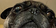 Piper joined the competition — help win amazing prizes! dog, pug, close_up, face, pet, animal, wrinkles, snout, fur, black_fur, brown_fur, collar, indoor, portrait, canine, cute, looking_up, whiskers, ears, nose