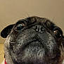 dog, pug, close_up, face, pet, animal, wrinkles, snout, fur, black_fur, brown_fur, collar, indoor, portrait, canine, cute, looking_up, whiskers, ears, nose