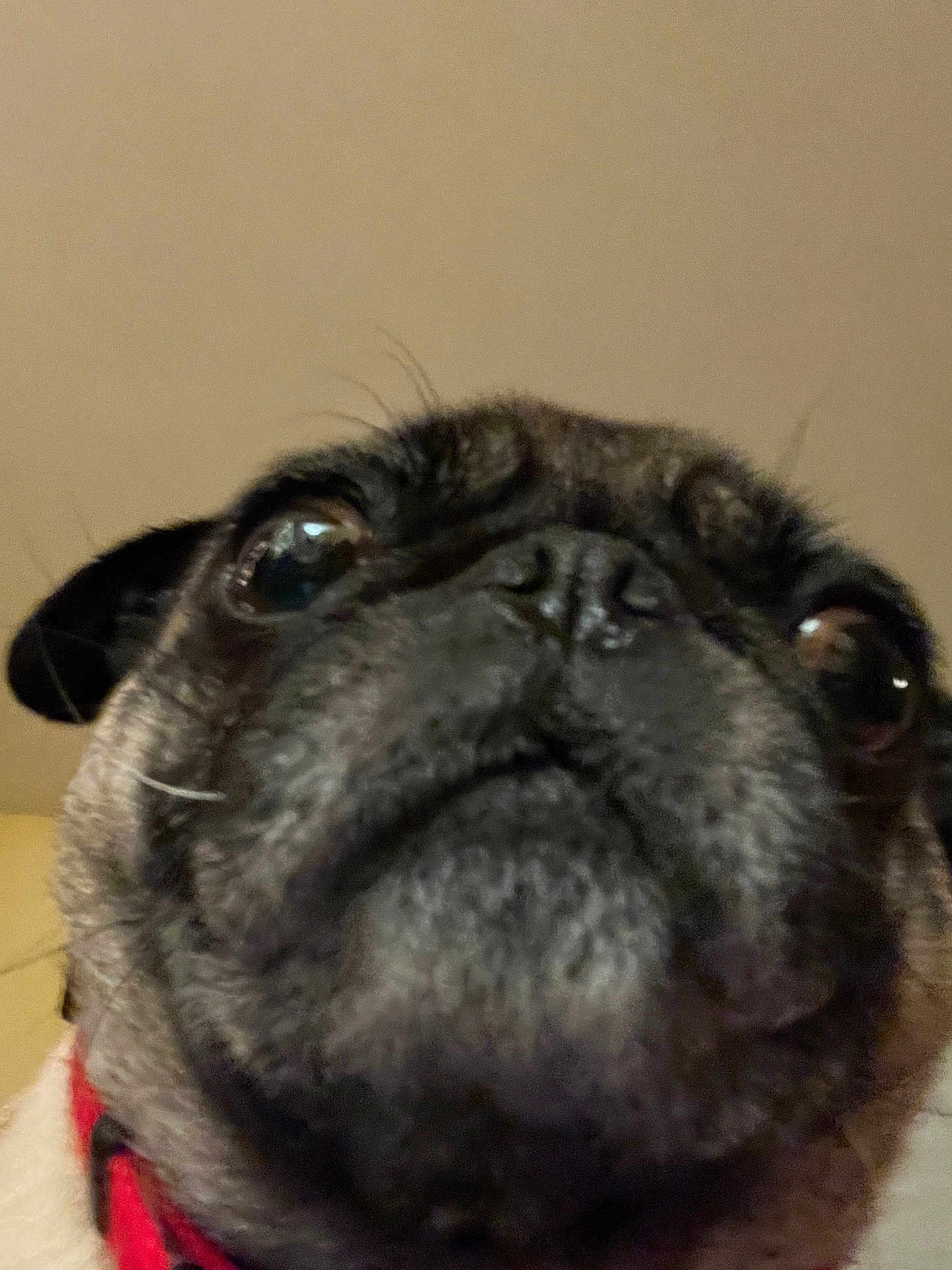 Piper joined the competition — help win amazing prizes! dog, pug, close_up, face, pet, animal, wrinkles, snout, fur, black_fur, brown_fur, collar, indoor, portrait, canine, cute, looking_up, whiskers, ears, nose
