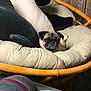 Piper joined the competition — help win amazing prizes! pug, dog, papasan_chair, cushion, stuffed_animal, whale, indoor, wood_paneling, vacuum_cleaner, pet, resting, cozy, furniture, animal, canine, home, relaxed, small_dog, black_and_white, domestic