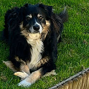 Nouk a rejoint le concours — aidez-le/la à gagner de superbes lots ! animal, black_fur, canine, crossed_paws, daylight, dog, ears, eyes, fur, grass, lawn, muzzle, nature, nose, outdoor, pet, portrait, resting, tail, tan_fur