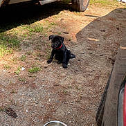 Maple is registered to the contest to win money with this photo: puppy, dog, black_dog, collar, metal_bowls, dirt, grass, vehicle, truck, tire, outdoor, sunlight, shadow, ground, pet, young_dog, sitting, empty_bowls, nature, daytime
