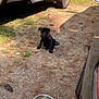 puppy, dog, black_dog, collar, metal_bowls, dirt, grass, vehicle, truck, tire, outdoor, sunlight, shadow, ground, pet, young_dog, sitting, empty_bowls, nature, daytime
