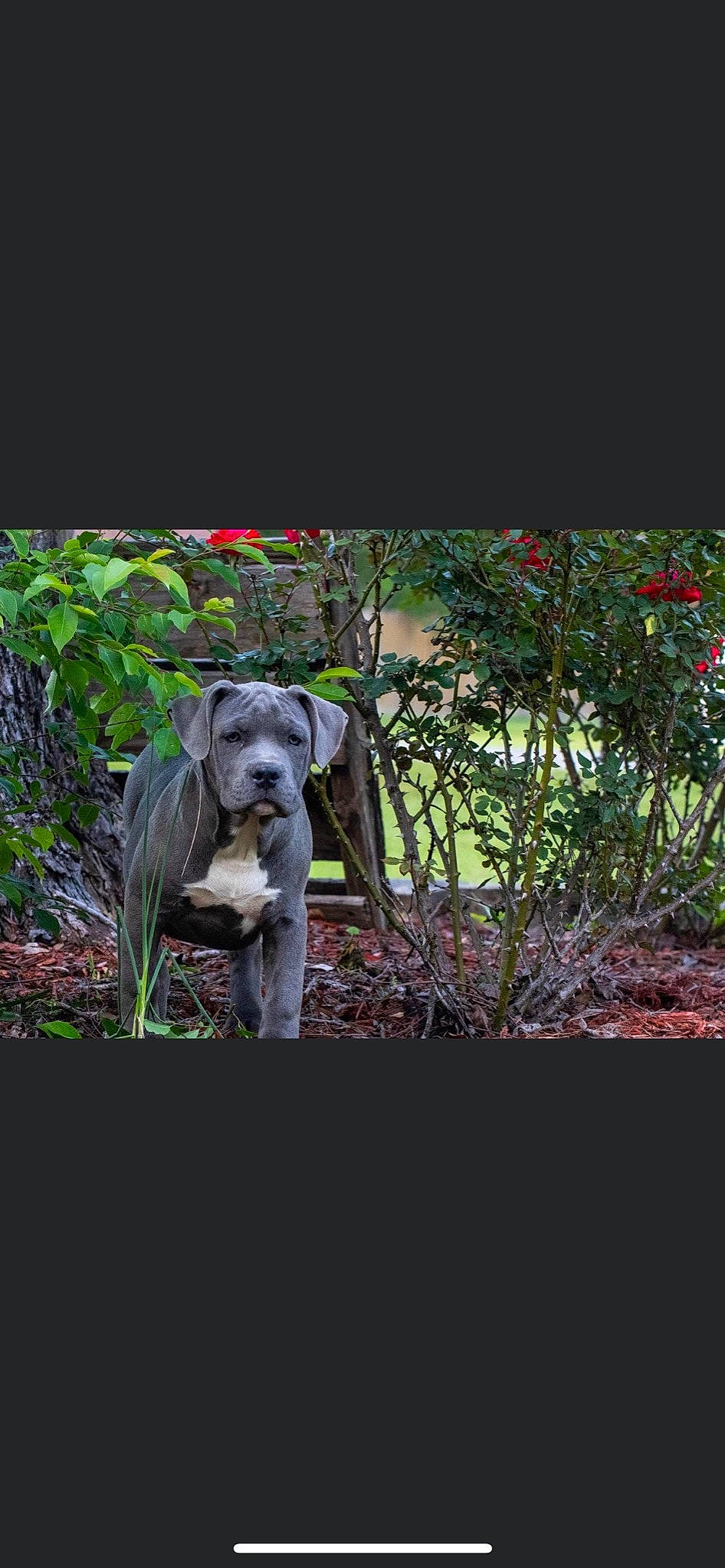 Cardi joined the competition — help win amazing prizes! canidae, carnivore, companion_dog, dog, dog_breed, fawn, garden, grass, groundcover, landscape, plant, shrub, snout, soil, sporting_group, terrestrial_animal, terrestrial_plant, wildlife, wood, working_animal