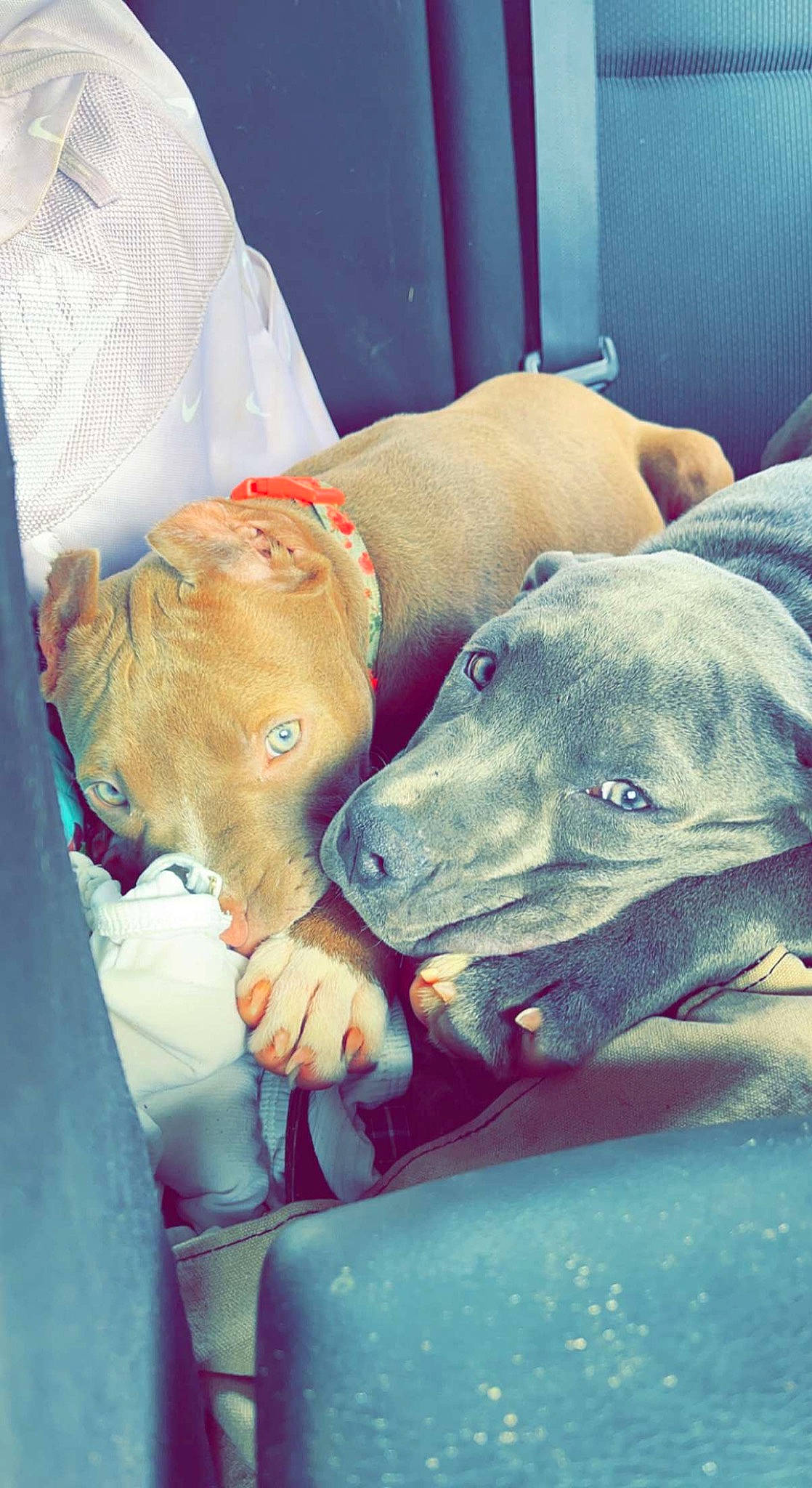 Cardi joined the competition — help win amazing prizes! canidae, carnivore, cloud, comfort, companion_dog, dog, dog_breed, fawn, fur, guard_dog, human_leg, jaw, nap, non_sporting_group, sighthound, sleep, snout, sporting_group, weimaraner, working_animal