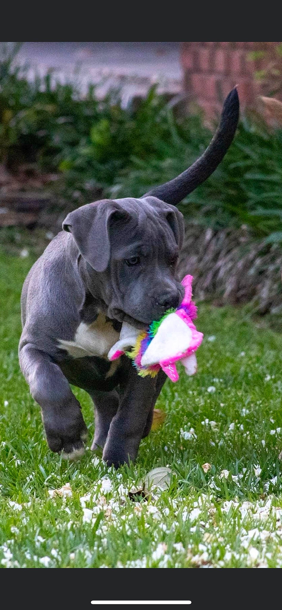 Cardi joined the competition — help win amazing prizes! canidae, carnivore, collar, companion_dog, dog, dog_breed, dog_collar, fawn, flower, grass, groundcover, guard_dog, liver, plant, pointing_breed, sporting_group, tail, terrestrial_animal, working_animal, wrinkle