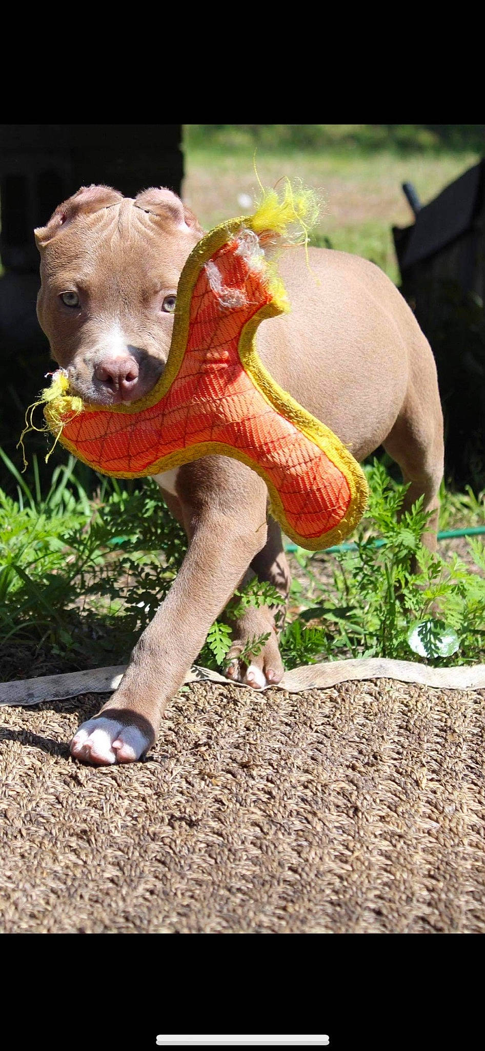 Sasha is registered to the contest to win money with this photo: art, botany, fawn, foot, fur, garden, grass, human_leg, lawn_ornament, plant, plush, snout, soil, stuffed_toy, tail, terrestrial_animal, terrestrial_plant, toy, trunk, wood