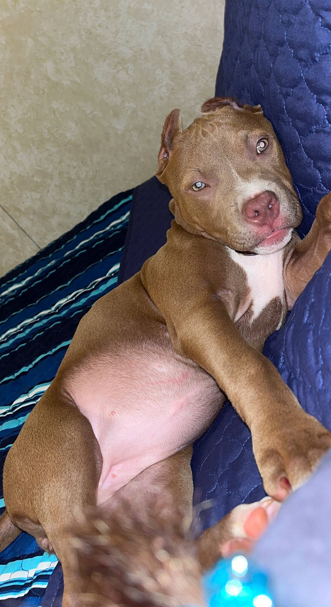 Sasha is registered to the contest to win money with this photo: carnivore, comfort, companion_dog, dog, dog_breed, electric_blue, fawn, fur, liver, non_sporting_group, snout, terrestrial_animal, whiskers, working_animal