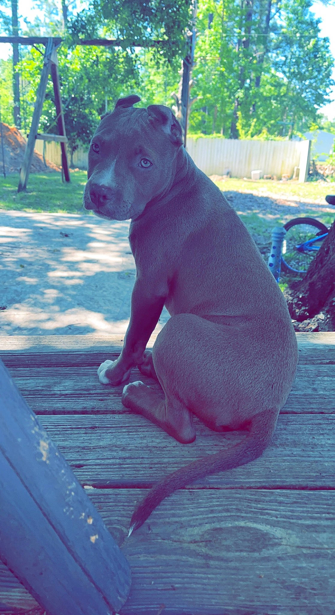 Sasha joined the competition — help win amazing prizes! canidae, carnivore, companion_dog, dog, dog_breed, electric_blue, fawn, grass, magenta, pink, plant, purple, snout, sporting_group, tail, terrestrial_animal, tire, tree, wood, working_animal