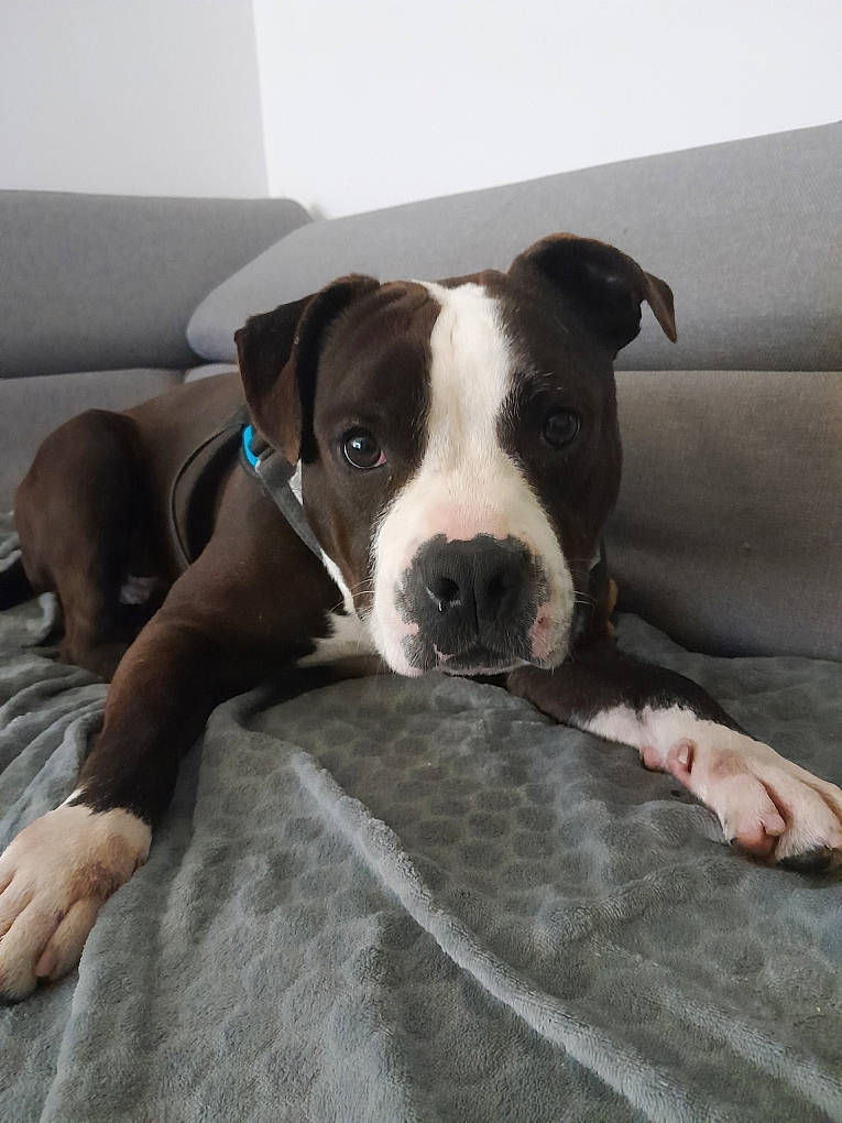 Winny participe au concours pour gagner de l'argent avec cette photo : boston_terrier, carnivore, collar, comfort, companion_dog, dog, dog_breed, flooring, guard_dog, tail, terrestrial_animal, whiskers, working_animal, working_dog