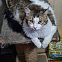 cat, feline, pet, indoor, animal, fur, yellow_eyes, cat_tree, relaxed, looking_at_camera, whiskers, white_fur, brown_fur, tabby, paw, scratching_post, floor, home, domestic_cat, furniture