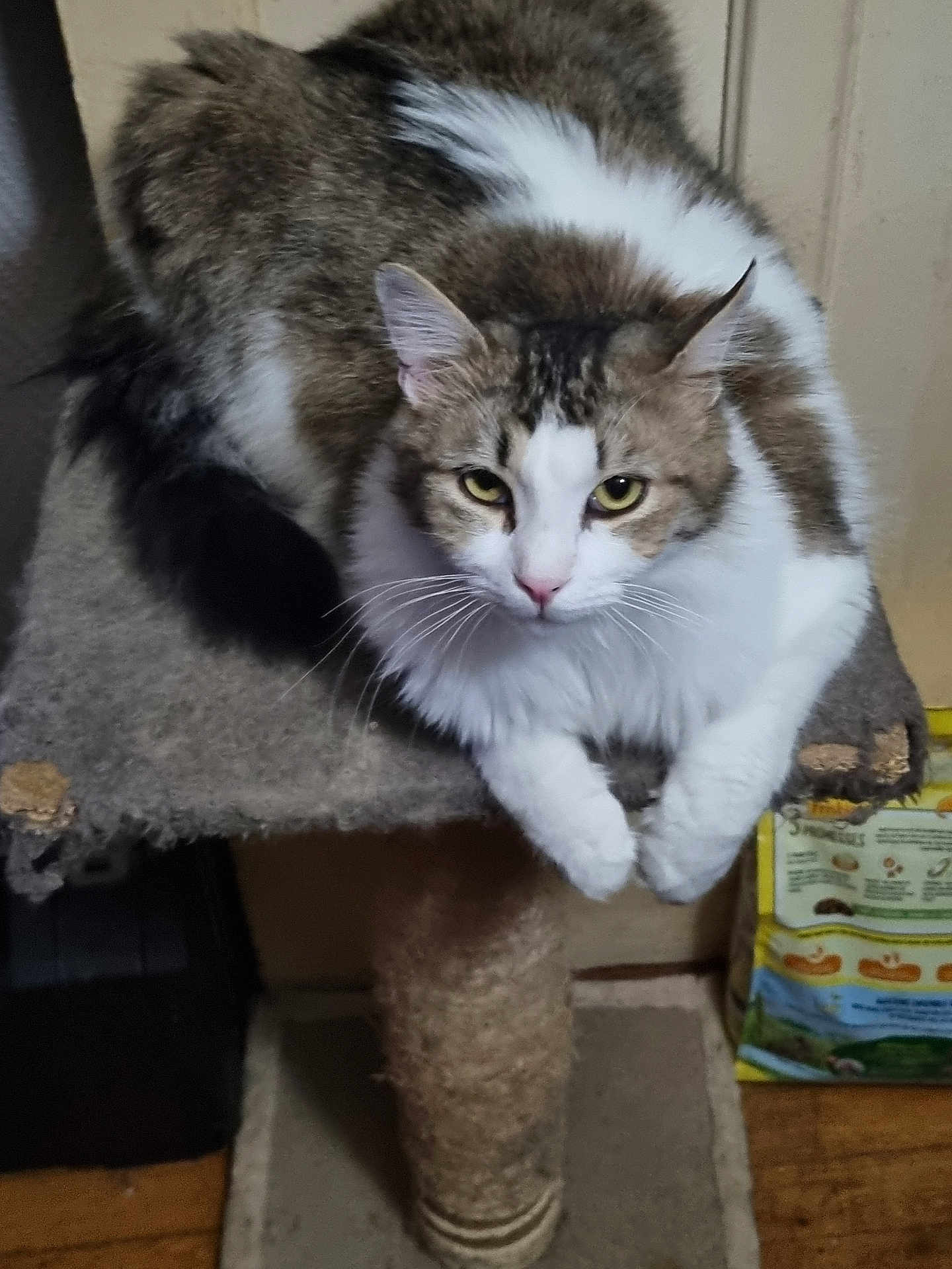 Pacha a rejoint le concours — aidez-le/la à gagner de superbes lots ! cat, feline, pet, indoor, animal, fur, yellow_eyes, cat_tree, relaxed, looking_at_camera, whiskers, white_fur, brown_fur, tabby, paw, scratching_post, floor, home, domestic_cat, furniture