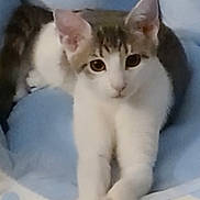 Nico is registered to the contest to win money with this photo: animal, bedroom, blanket, cat, cozy, curious, cute, domestic_cat, feline, gray, indoor, looking, paws, pet_bed, relaxed, resting, soft, stretching, white, young_cat