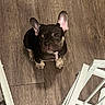 Kimchi joined the competition — help win amazing prizes! dog, puppy, french_bulldog, indoor, wooden_floor, pet, sitting, small_dog, brown_dog, closed_eyes, ears_up, cute, animal, flooring, white_furniture, domestic_animal, young_dog, resting, companion, calm