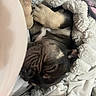 puppy, dog, sleeping, blanket, cozy, paws, fur, rest, cute, snuggled, indoors, soft, relaxing, pet, animal, warm, comfort, closeup, adorable, napping