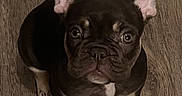 Kimchi is registered to the contest to win money with this photo: dog, french_bulldog, puppy, pet, animal, ears, floor, wooden_floor, cute, looking_up, brown, black, white_spot, indoor, young_dog, small_dog, canine, portrait, sitting, adorable
