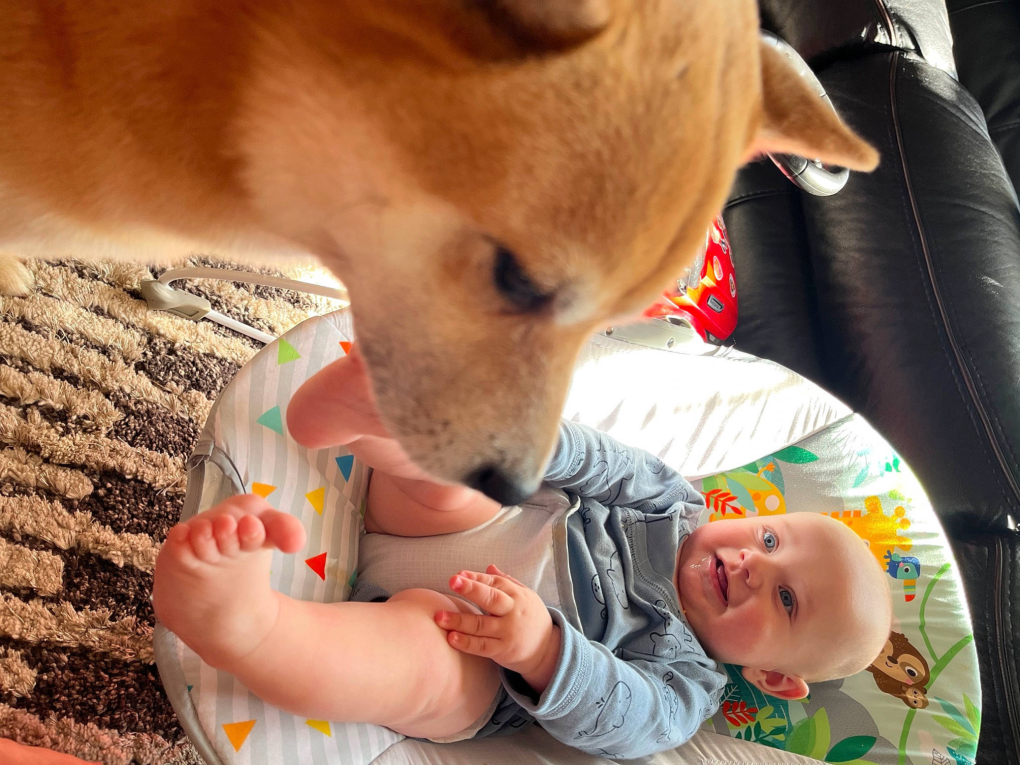 Lucas is registered to the contest to win money with this photo: baby, baby_products, baby_toddler_clothing, canidae, car_seat, carnivore, child, comfort, companion_dog, dog, dog_breed, fawn, happy, nail, nose, person, seat_belt, sporting_group, toddler, whiskers