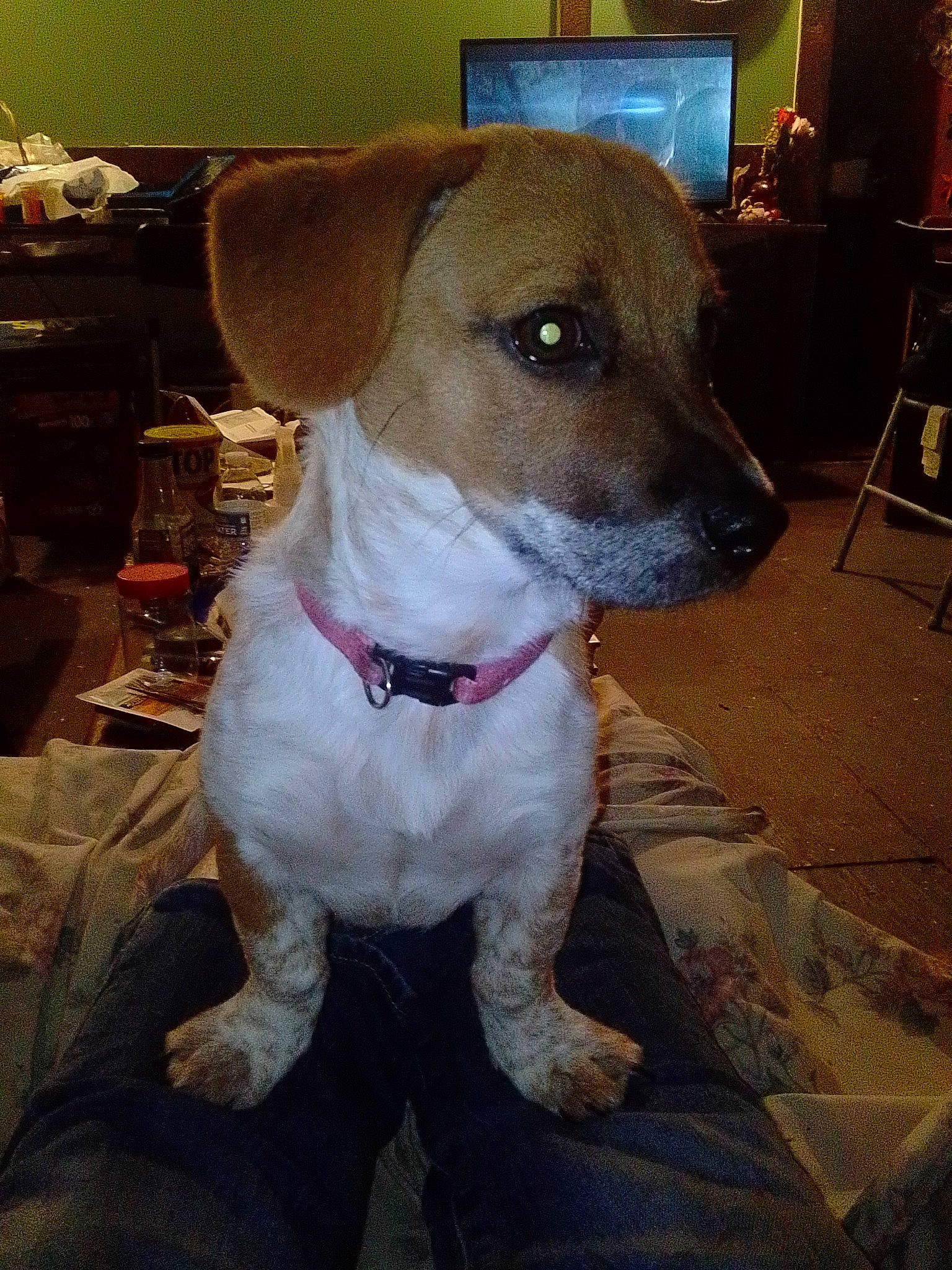 Bailey joined the competition — help win amazing prizes! canidae, carnivore, chair, collar, companion_dog, dog, dog_breed, dog_collar, dog_supply, fawn, flooring, fur, irishjacks, leash, non_sporting_group, pet_supply, sporting_group, terrier, whiskers, working_animal