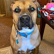 Jax is registered to the contest to win money with this photo: dog, brown_dog, blue_collar, indoor, carpet, table, wood_paneling, small_dog, pet, animal, floor, furniture, collar, domestic_animal, canine, household, mammal, sniffing, attentive, room