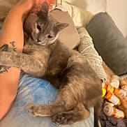 Lady joined the competition — help win amazing prizes! animal, bed, blanket, cat, close_up, comfort, cozy, domestic, feline, gray_cat, indoor, pet, pill_bottles, pillow, relaxed, resting, sleepy, snuggling, soft, tattooed_arm