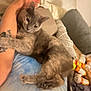 animal, bed, blanket, cat, close_up, comfort, cozy, domestic, feline, gray_cat, indoor, pet, pill_bottles, pillow, relaxed, resting, sleepy, snuggling, soft, tattooed_arm