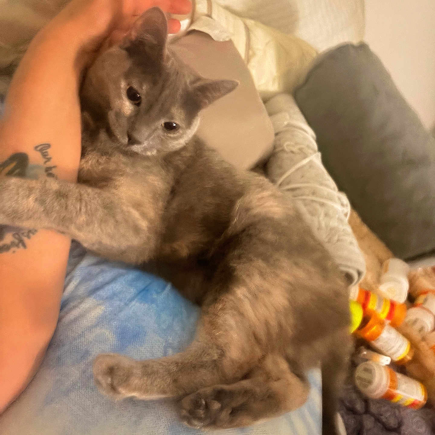 Lady joined the competition — help win amazing prizes! animal, bed, blanket, cat, close_up, comfort, cozy, domestic, feline, gray_cat, indoor, pet, pill_bottles, pillow, relaxed, resting, sleepy, snuggling, soft, tattooed_arm