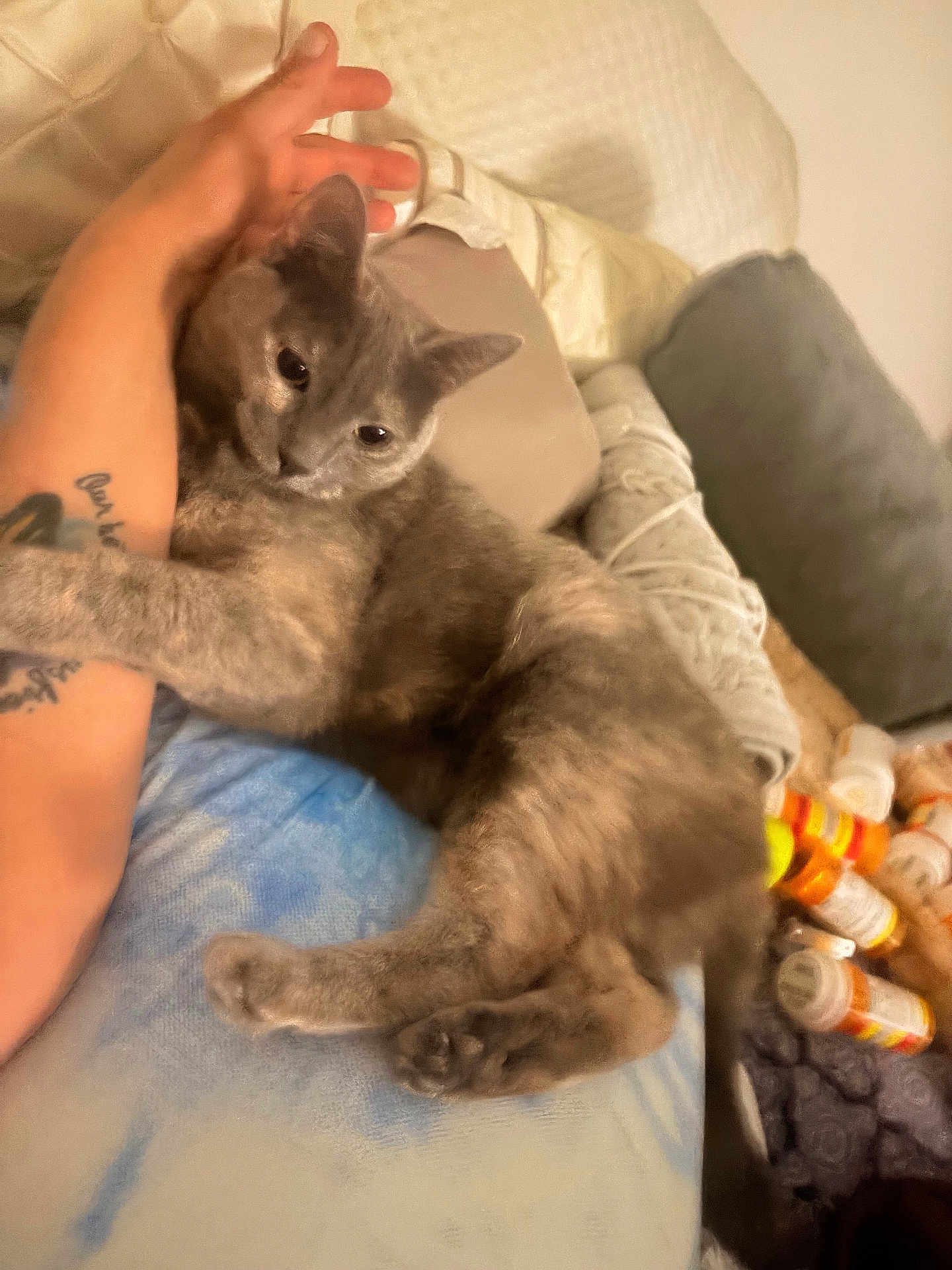 Lady joined the competition — help win amazing prizes! animal, bed, blanket, cat, close_up, comfort, cozy, domestic, feline, gray_cat, indoor, pet, pill_bottles, pillow, relaxed, resting, sleepy, snuggling, soft, tattooed_arm