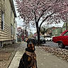 rottweiler, puppy, dog, sidewalk, cherry_blossom, tree, flower_petals, street, cars, red_car, yellow_house, green_house, spring, suburban, leash, harness, overcast, pet, outdoor, cute