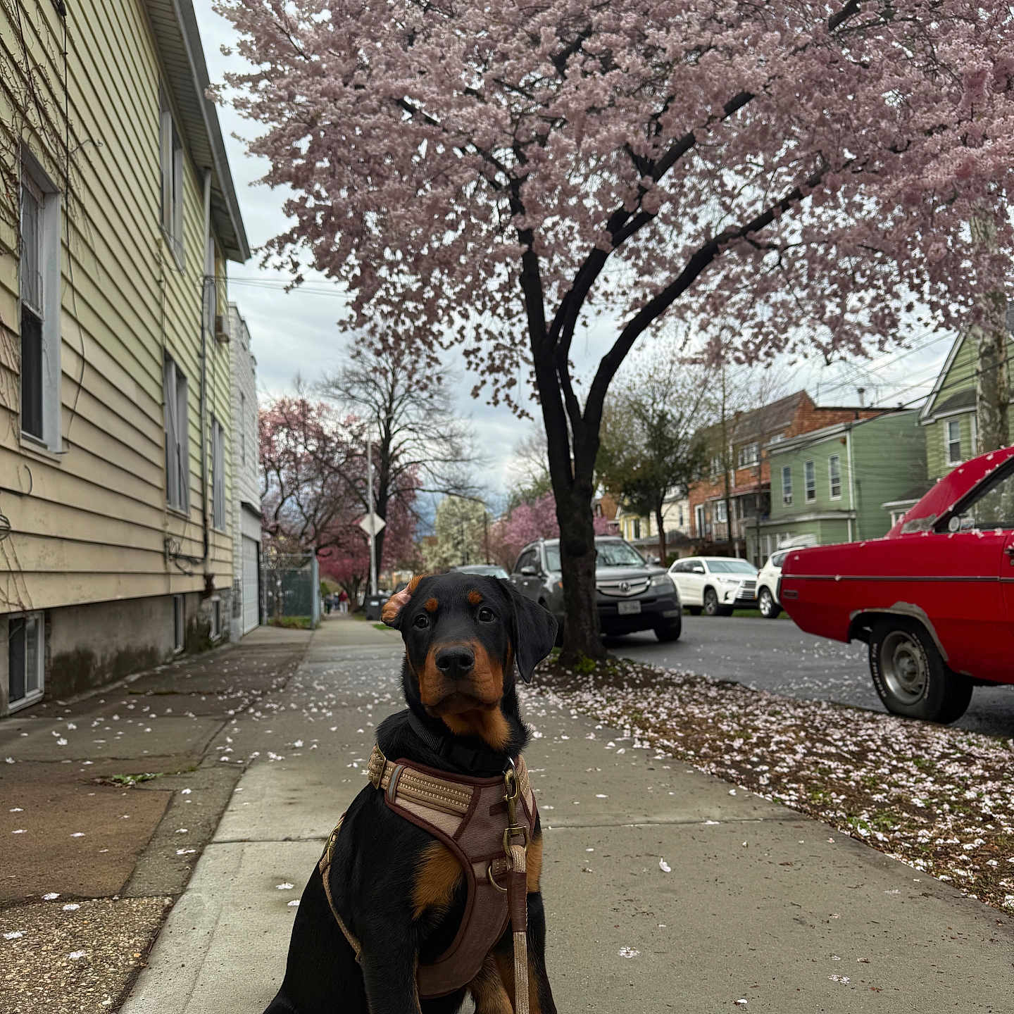 Rex