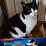 cat, black_and_white, box, cardboard_box, indoor, pet, animal, felix, food_packaging, cute, sitting, feline, whiskers, eyes, floor, container, domestic_cat, portrait, funny, close_up
