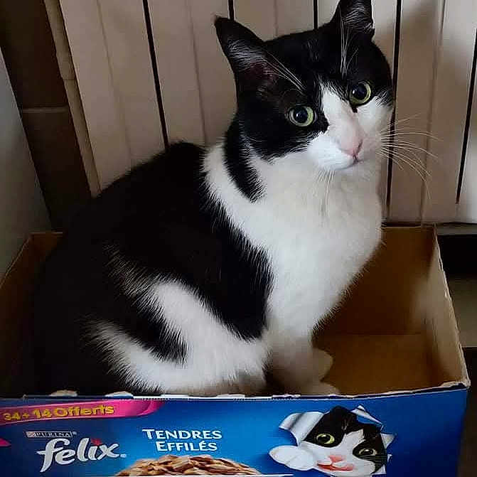 Félix