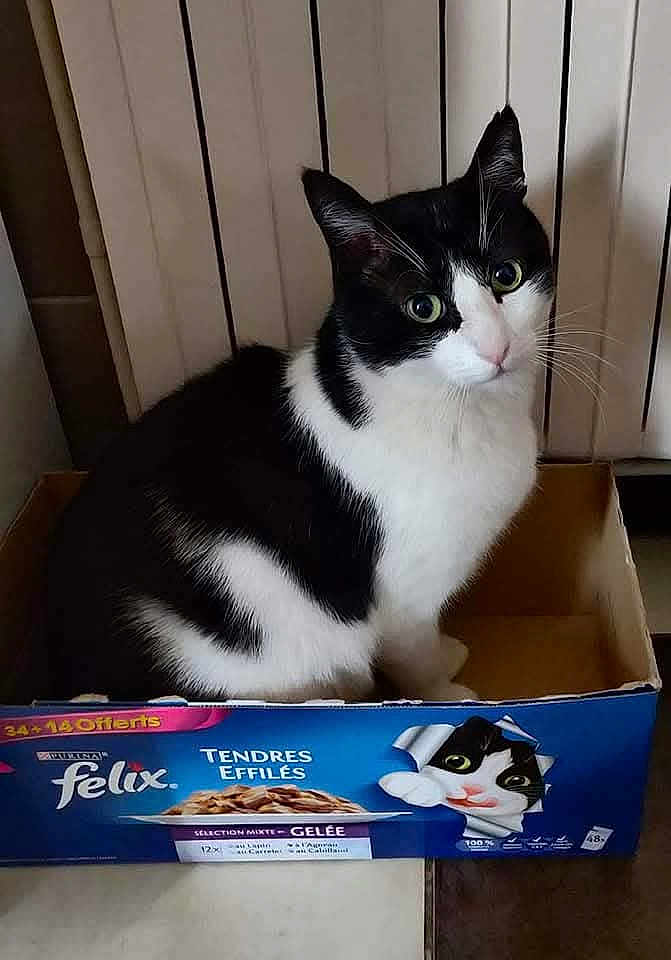 Félix