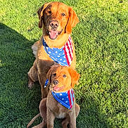 Ruby And Charlie joined the competition — help win amazing prizes! dog, golden_retriever, grass, outdoor, pet, animal, bandana, red, blue, white, stars, stripes, summer, sunlight, happy, sitting, cute, canine, portrait, friendship