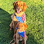 dog, golden_retriever, grass, outdoor, pet, animal, bandana, red, blue, white, stars, stripes, summer, sunlight, happy, sitting, cute, canine, portrait, friendship