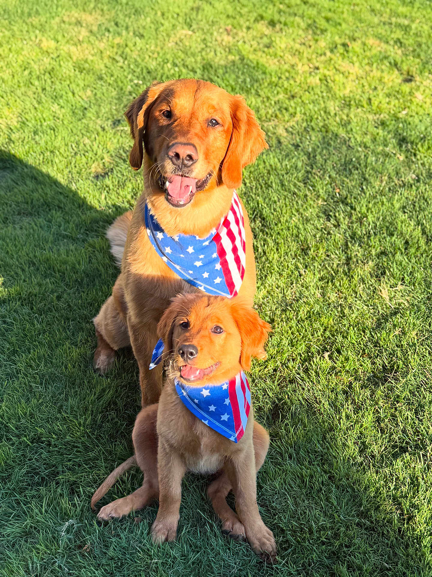 Ruby And Charlie joined the competition — help win amazing prizes! dog, golden_retriever, grass, outdoor, pet, animal, bandana, red, blue, white, stars, stripes, summer, sunlight, happy, sitting, cute, canine, portrait, friendship